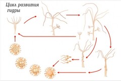 Модель-аппликация Строение и цикл развития гидры - fgospostavki.ru - Артёмовский