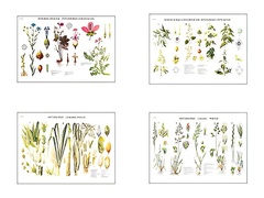 Плакаты ПРОФТЕХ "Систематика растений" (4 пл, винил, 70х100) - fgospostavki.ru - Артёмовский