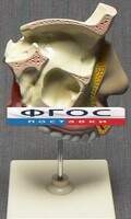 Модель "Разрез носоглотки" - fgospostavki.ru - Артёмовский