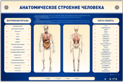 Электрифицированный стенд-тренажер c макетом скелета "Анатомическое строение человека" - fgospostavki.ru - Артёмовский