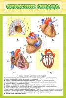 Стенд "Строение сердца" - fgospostavki.ru - Артёмовский