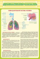 Стенд "Дыхательная система" - fgospostavki.ru - Артёмовский