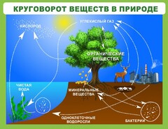 Стенд "Круговорот веществ" - fgospostavki.ru - Артёмовский