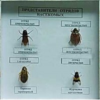 Коллекция энтомологическая "Представители отряда насекомых" - fgospostavki.ru - Артёмовский