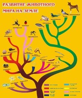 Стенд "Развитие животного мира на земле" - fgospostavki.ru - Артёмовский