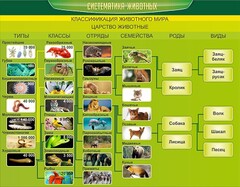 Стенд "Систематика животных" - fgospostavki.ru - Артёмовский
