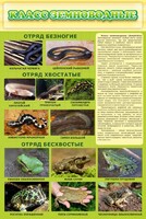 Стенд "Класс земноводные" - fgospostavki.ru - Артёмовский