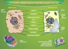  Биология - fgospostavki.ru - Артёмовский