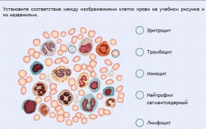 Интерактивные курсы. Биология 11 класс. Расширенный. - fgospostavki.ru - Артёмовский