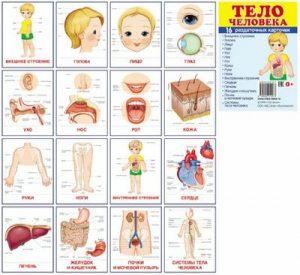 Раздаточные карточки "Тело человека" - fgospostavki.ru - Артёмовский