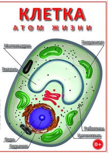 DVD "Клетка - "атом жизни" - fgospostavki.ru - Артёмовский