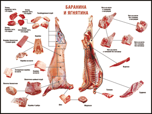 Таблица "Правила разделки мясных туш. Баранина и ягнятина" (100х140 сантиметров, винил) - fgospostavki.ru - Артёмовский