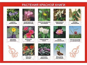 Таблица демонстрационная "Растения Красной книги" (винил 100*140) - fgospostavki.ru - Артёмовский