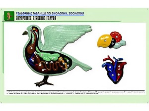 Рельефная таблица "Внутреннее строение голубя" (формат А1, матовое ламинирование) - fgospostavki.ru - Артёмовский
