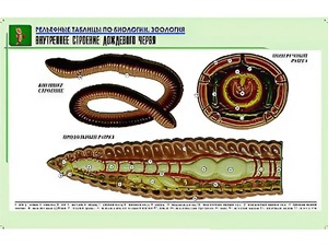 Рельефная таблица "Внутреннее строение дождевого червя" (формат А1, матовое ламинирование) - fgospostavki.ru - Артёмовский