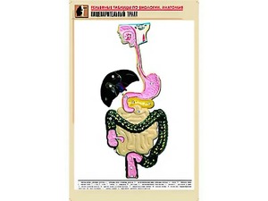 Рельефная таблица "Пищеварительный тракт" (формат А1, матовое ламинирование) - fgospostavki.ru - Артёмовский