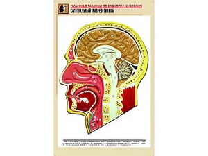 Рельефная таблица "Сагиттальный разрез головы" (формат А1, матовое ламинирование) - fgospostavki.ru - Артёмовский