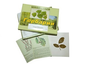 Гербарий "Дикорастущие растения" (30 видов, с иллюстрациями) - fgospostavki.ru - Артёмовский