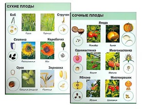 Коллекция "Семена и плоды" - fgospostavki.ru - Артёмовский