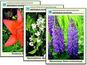 Гербарий фотографический "Основные группы растений" - fgospostavki.ru - Артёмовский