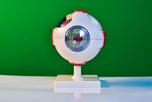 Модель глаза - fgospostavki.ru - Артёмовский