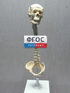 Модель "Позвоночник с черепом и тазом" - fgospostavki.ru - Артёмовский