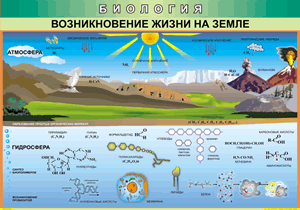 Таблица "Возникновение жизни на земле" (100х140 сантиметров, винил) - fgospostavki.ru - Артёмовский