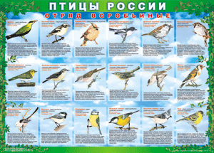Комплект таблиц "Птицы России (4 листа)" (100х140 сантиметров, винил) - fgospostavki.ru - Артёмовский