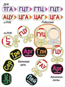 Модель-аппликация Биосинтез белка - fgospostavki.ru - Артёмовский