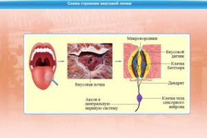 Интерактивные курсы. Биология 10 класс. Базовый. - fgospostavki.ru - Артёмовский
