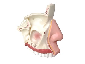Модель носа в разрезе - fgospostavki.ru - Артёмовский