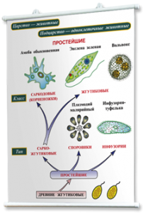 Плакаты по биологии для оформления кабинета. - fgospostavki.ru - Артёмовский