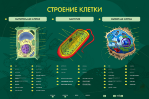 Электрифицированный стенд "Строение клетки" с маркерными полями - fgospostavki.ru - Артёмовский