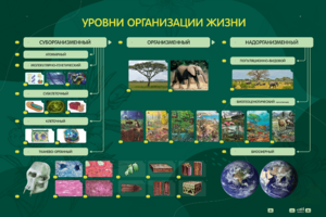 Электрифицированный стенд "Уровни организации жизни" - fgospostavki.ru - Артёмовский