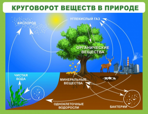 Стенд "Круговорот веществ" - fgospostavki.ru - Артёмовский