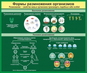 Стенд "Формы размножения организмов" - fgospostavki.ru - Артёмовский