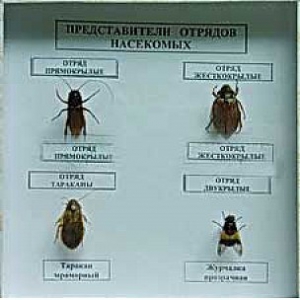 Коллекция энтомологическая "Представители отряда насекомых" - fgospostavki.ru - Артёмовский
