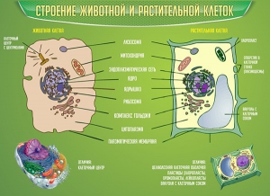 Стенд "Строение животной и растительной клеток" - fgospostavki.ru - Артёмовский