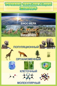 Стенд "Уровни организации живого" - fgospostavki.ru - Артёмовский