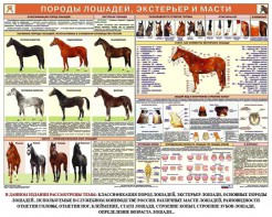 Комплект плакатов "Служебное коневодство" - fgospostavki.ru - Артёмовский