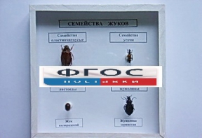 Коллекция "Семейство жуков" - fgospostavki.ru - Артёмовский