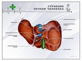 Стенд "Строение печени человека" - fgospostavki.ru - Артёмовский