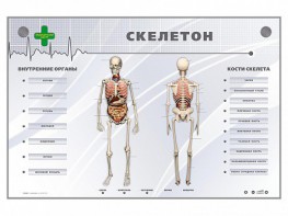 Электрифицированный стенд-тренажер "Скелетон" - fgospostavki.ru - Артёмовский