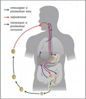 Модель-аппликация Цикл развития аскариды - fgospostavki.ru - Артёмовский