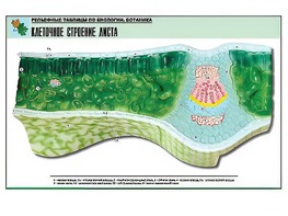 Рельефная таблица "Клеточное строение листа" (формат А1, матовое ламинирование) - fgospostavki.ru - Артёмовский