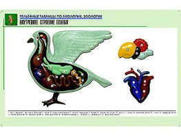Рельефная таблица "Внутреннее строение голубя" (формат А1, матовое ламинирование) - fgospostavki.ru - Артёмовский