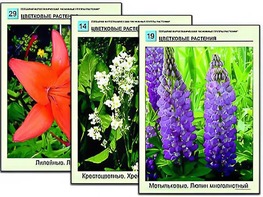 Гербарий фотографический "Основные группы растений" - fgospostavki.ru - Артёмовский
