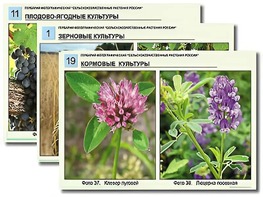 Гербарий фотографический "Сельскохозяйственные растения России" - fgospostavki.ru - Артёмовский