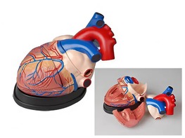 Модель сердца в разрезе (демонстрационная) - fgospostavki.ru - Артёмовский
