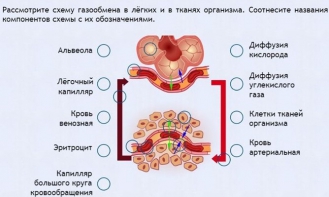 Интерактивные курсы. Биология 9 класс. Расширенный. - fgospostavki.ru - Артёмовский